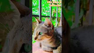 Kitten 🐈 meowing to attract cats The Secret Lives of Kittens [upl. by Limann]