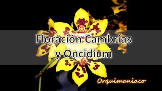 Floración Orquídeas Oncidium Sharry Baby y Cambrias [upl. by Aihsilat]