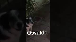 Cachorro falando Osvaldo kkkkk [upl. by Mccallion]