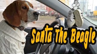 Santa The Beagle  My Working Day [upl. by Esra]