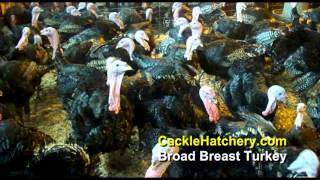 Bronze Broad Breast Turkey Breed Breeder Flock [upl. by Roydd]