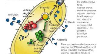 The Multiple Antibiotic Resistance Phenotype in Escherichia Coli [upl. by Sonnie]