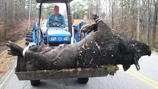 What Happens to Domestic Pigs in the Wild Shocked Everyone [upl. by Helga102]