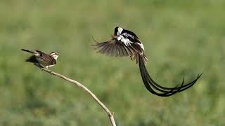 Pintailed Whydah Courting Attempts using Olympus EM5 III with 100400mm f63 [upl. by Nehtanoj437]