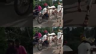 bull race bullsrace oxrace racing janapada viralshorts hubli shortvideo short shorts [upl. by Shue105]