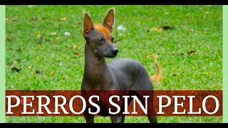 La popular raza de PERROS SIN PELO y sus beneficios [upl. by Drolyag]