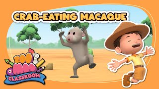 Learn about Crab Eating Macaque  Leo the Wildlife Ranger  Animal Facts for Kids [upl. by Ardnuassac]