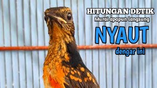 Pancingan murai trotol dan pastol BUNYI GACOR buat murai trotol belajar bunyi murai trotol gacor 246 [upl. by Nivla]