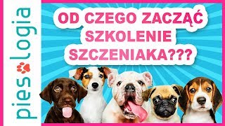 Od czego zacząć szkolenie szczeniaka [upl. by Idorb]