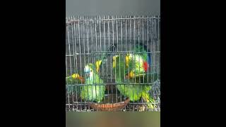 Blue fronted amazon breeding [upl. by Nessaj]