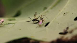 Cotesia vestalis attacking on DBM larva [upl. by Egiarc]