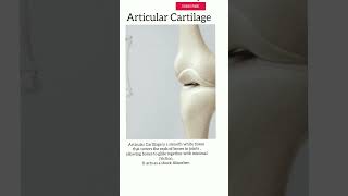 Articular Cartilage humananatomy [upl. by Mosa]