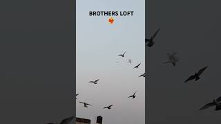 BROTHERS LOFT BAREILLY ❤️‍🔥youtubeshorts brothersloft trending pigeonloft ytshorts supportme [upl. by Janette]