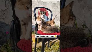 Very Very Funny Kittens 🤣 cat cute meow cat lover viral shorts viral [upl. by Akirdna]