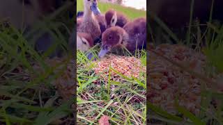 Cutest Speed Eaters Baby Ducks [upl. by Assinna]