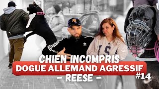 quotLa plupart des gens lauraient ABANDONNÉEquot  DOGUE ALLEMAND Agressif [upl. by Ahseia]