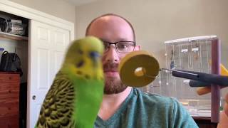 Intelligent speaking parakeet parrot talks his way through a puzzle [upl. by Aubigny704]