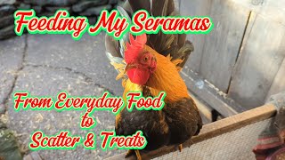 Feeding My Serama Chickens From Everyday Food To Scatter amp Treats serama chicken feedingchickens [upl. by Rednal113]