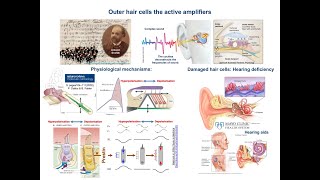 Outer hair cells amp Inner Ear  Cochlear Amplification Mechanisms [upl. by Chema557]