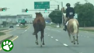 16yearold girl chases horse on highway [upl. by Nwadahs]