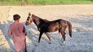 Red Black Mating In Village SideAmazing Horse Braiding Video [upl. by Nissy]