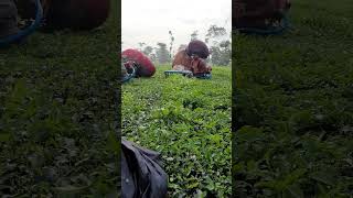 Tea leaf harvasting machine  single tea plucking machine sortvideo farming youtube reels [upl. by Venice]