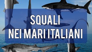 Squali nei Mari Italiani Quali sono Sono pericolosi Dove vivono [upl. by Ainirtak]