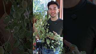 Peperomia Scandens como cuidar plantas peperomia shorts [upl. by Aip]