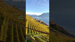 LAVAUX VINEYARD TERRACES IN SWITZERLAND youtube youtubeshorts travel beautiful nature [upl. by Nimajnab]