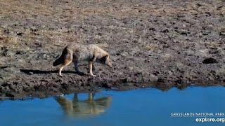 A Coyote Crosses the Plains and Sets Off Prairie Dog Alerts 10302024 exploreorg [upl. by Etnud]