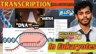 TranscriptioneukaryotestamilnotesprocessdiagramRna synthesisgene expressioncsir netdna [upl. by Chappell]