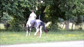 Powers Blue Lace  Blue Roan Tobiano TWH Mare [upl. by Asselim]