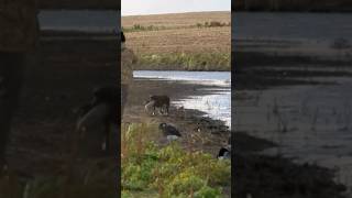 Long retrieves and a happy wagging tail hunting outdoors duckhunting [upl. by Aikcir]