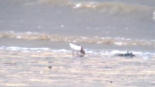 Sanderling Summer Plumage RSPB Rainham Marshes 12517 [upl. by Aniaj90]