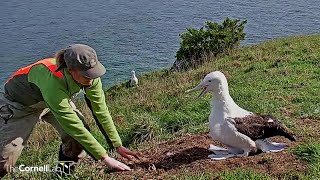 Royal AlbatrossQuarry Track chick weighed 1140 am 20220830 [upl. by Euqinotna]