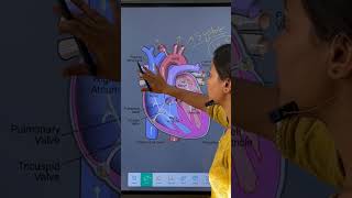 cardiology hearthealth bloodcirculation and medicalsciencesystole diastole bloodpressure [upl. by Artemisia581]