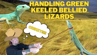 How To Handle And Tame Green Keeled Bellied Lizards Gastropholis prasina [upl. by Virgilia264]