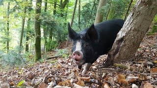 Miss Ellie wieder im Wald  Mein Schwein und ich [upl. by Eimmij]