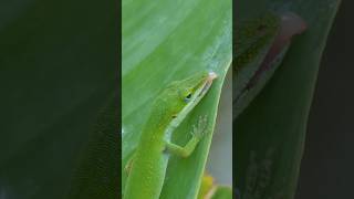 Green Anole laps up morning dew [upl. by Reahard695]