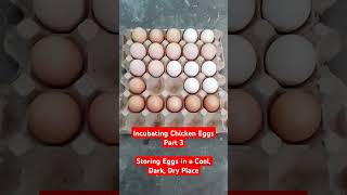 Incubating Chicken Eggs Part 3  Storing Eggs in a Cool Dark Dry Place [upl. by Jacquette]