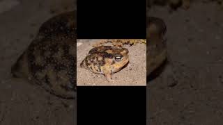 RingNecked Spitting Cobra and Namaqua Rain Frog [upl. by Croix250]