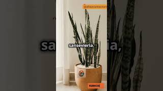 Plantas Resistentes 🌱 Para Tu Piso 🏡 PlantasDeInterior DecoraciónFácil Poto Sansevieria 🌿 [upl. by Annabal205]