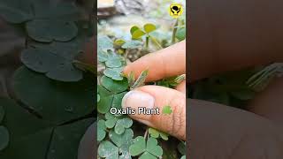 Oxalis Plant Ballistic Dispersal Mechanism amazingfacts [upl. by Tucky814]