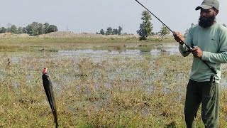 Big kabra snakehead Hunting  Amazing Fishing  fishing fish shorts spearfishing [upl. by Anipsed]