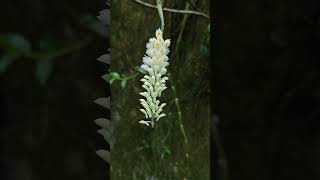 Dendrobium secundum var Alba aka The Toothbrush Orchid nature orchid orquideas [upl. by Raclima]