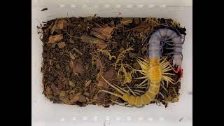 Centipede molting Scolopendra sp “Celebes Purple” [upl. by Rednirah]