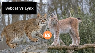 Bobcat Vs Lynx  Learn the Difference [upl. by Goeger62]