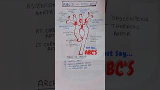 Arch Of Aorta Branches made easy  Aortic Arch Branches shorts [upl. by Aniretake]