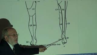 Anatomy of lower limb 55  Dermatomes and myotomes of lower limb   by Dr Wahdan [upl. by Ynnavoig]