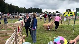 Must watch The Clonmel show fulfilled day [upl. by Marden]